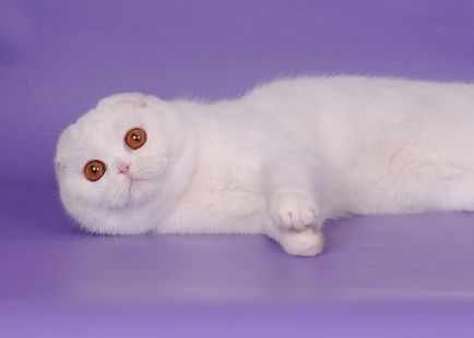 Scottish fold macska fajta 40 fotó