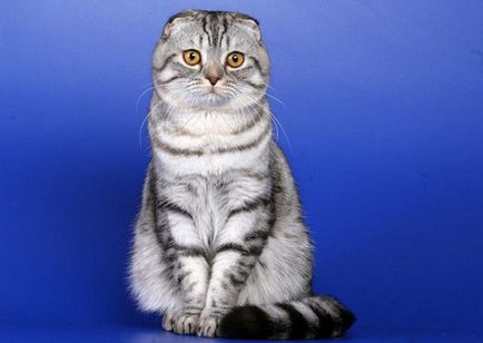 Scottish fold macska fajta 40 fotó