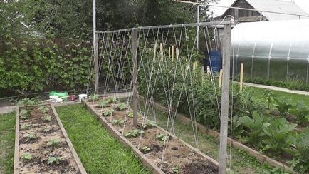 Gobelin kezét az ő dacha - fényképek uborka, paradicsom és borsó (saját) Gobelin kezét az ő dacha - fényképek uborka, paradicsom és borsó