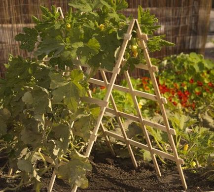 Gobelin kezét az ő dacha - fényképek uborka, paradicsom és borsó