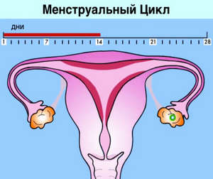 Mekkorák az első időszakban a lányok és fiatal nők a szülés után ciklust