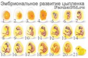 Скільки яєць можна підкласти під курку - розведення домашньої птиці -if () - endif - каталог статей
