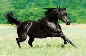 A mozgás sebessége a ló, a maximális sebesség a ló futhat