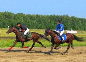 A mozgás sebessége a ló, a maximális sebesség a ló futhat