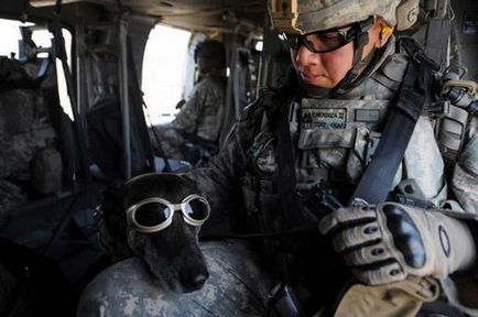 Kutyák szolgálatra idegen hadseregek