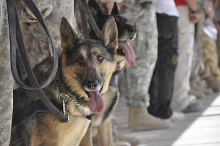 Kutyák szolgálatra idegen hadseregek