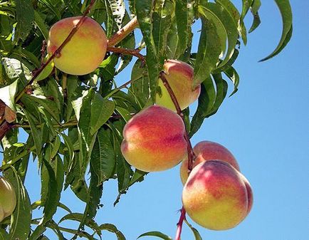 Tippek növekvő gyümölcsfák, tippeket oszthatnak