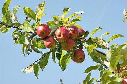 Tippek növekvő gyümölcsfák, tippeket oszthatnak