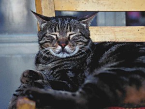 Az a képesség, a macska világ a nők (cat) Az a képesség, a macska, a női világ