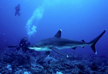 Kellene félni a cápák Thaiföldön