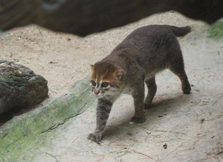 Lapos fejű macska - még egy képviselője a vadmacskák aranyos leírás, fotó, videó