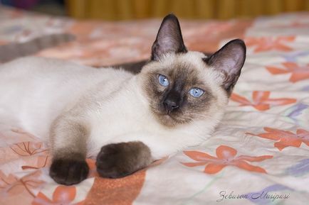 Thai képek (cat) thai Photo