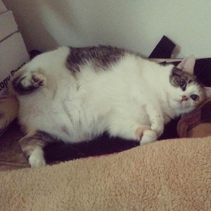 Kövér macskák fotó