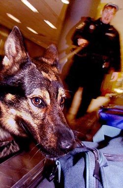 Képzési szolgálati kutyák, szolgálati kutya képzés