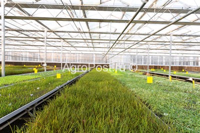 Fog-képző növény (toe) öntözés Shokhin - alternatívájaként a üvegházak és üvegházak