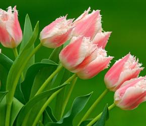 Tulipán otthon - hogyan lehet rendezni egy csokor tulipán tulipán valaki tud adni - ajándék kiválasztása szabályok