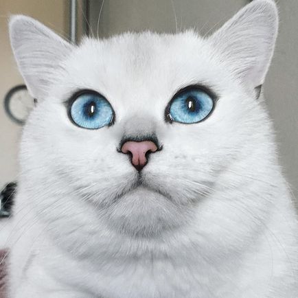 Ebben a macska - a legszebb kék szem, amit most látott