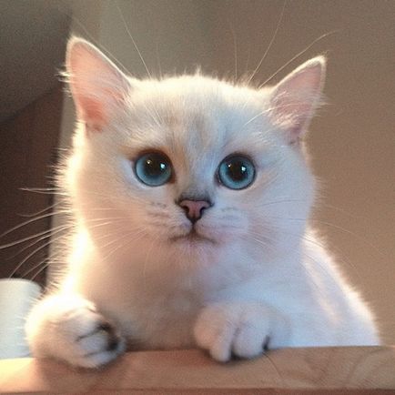 Ebben a macska - a legszebb kék szem, amit most látott