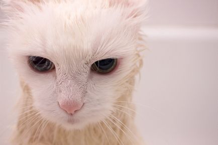 A macska takony és könnyező szem -, hogy mit és hogyan kell kezelni