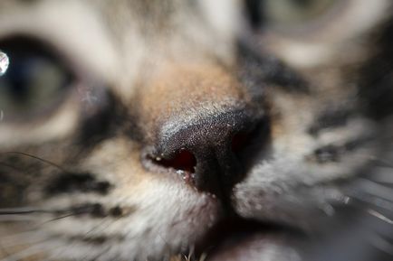 A macska takony és könnyező szem -, hogy mit és hogyan kell kezelni