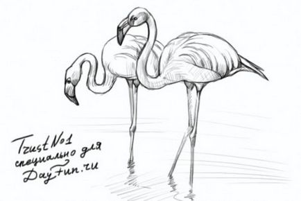 Festés órák - hogyan kell felhívni a flamingó ceruza szakaszaiban