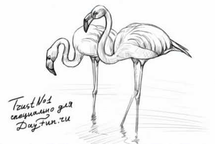 Festés órák - hogyan kell felhívni a flamingó ceruza szakaszában (állapotok ceruza felhívni egy flamingó) Festés órák - hogyan kell felhívni a flamingó ceruza szakaszaiban