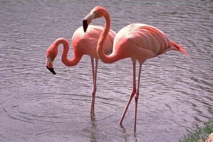 Festés órák - hogyan kell felhívni a flamingó ceruza szakaszaiban