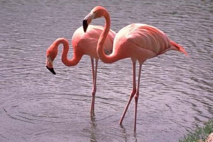 Festés órák - hogyan kell felhívni a flamingó ceruza szakaszában (döntetlen) Festés órák - hogyan kell felhívni a flamingó ceruza szakaszaiban