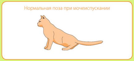 Urológiai szindróma macskák - macskák betegség
