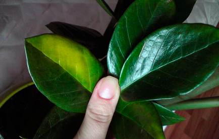 A Zamioculcas levelek sárgák - mit tegyünk fotók, videó (do) A Zamioculcas levelek sárgák - mit tegyünk fotók, videó