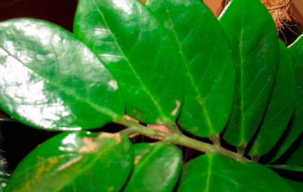 A Zamioculcas levelek sárgák - mit tegyünk fotók, videó (Zamioculcas) A Zamioculcas levelek sárgák - mit tegyünk fotók, videó
