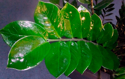 A Zamioculcas levelek sárgák - mit tegyünk fotók, videó (Zamioculcas) A Zamioculcas levelek sárgák - mit tegyünk fotók, videó