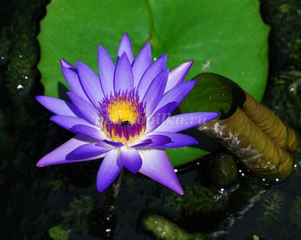 Lotus váza papír szalvéta kezük, mint a jelen március 8. (váza) Lotus váza papír szalvéta kezük, mint egy ajándék március 8