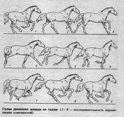 Típusai és leírás mesterséges gaits lovak