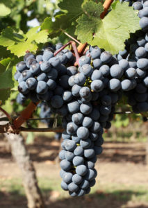 Cabernet Sauvignon szőlőkből a fajta leírását, jellemzőit, a termesztési és vélemények