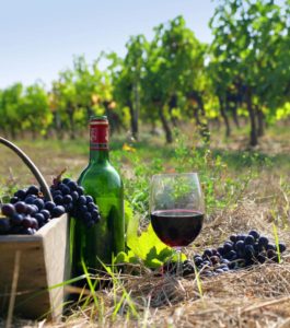 Cabernet Sauvignon szőlőkből a fajta leírását, jellemzőit, a termesztési és vélemények
