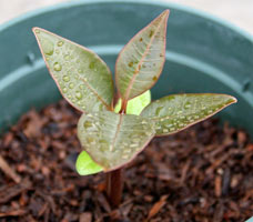 Növekvő magról frangipani