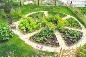 Növekvő fűszernövények a kertben kerti fotók, elnevezések és leírások