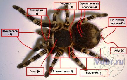A külső szerkezet a pókok tarantellák, pedipalps, hilitsery, palps pók pókok tarantellák