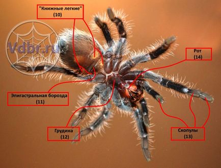 A külső szerkezet a pókok tarantellák, pedipalps, hilitsery, palps pók pókok tarantellák