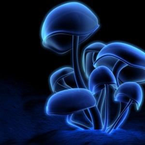 Varázsgomba „lehet változtatni a jellemvonások (magic) Mágikus gombák lehet változtatni személyiségjegyek