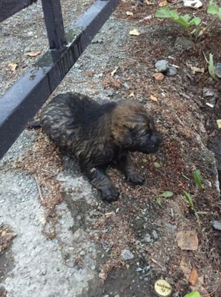 Revda 12 éves fiú mentett egy kiskutya, majdnem megfulladt egy csatornában