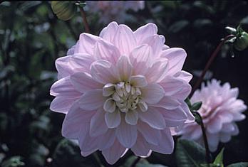 Gondoskodó kertészek tárolására dahlias otthon (dália) Gondoskodó kertészek tárolására dáliák otthon