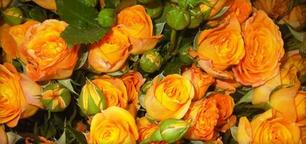 Sárga rózsa (vagy narancssárga) a szimbolizmus és a jelentés, amit bemutatott, fotók