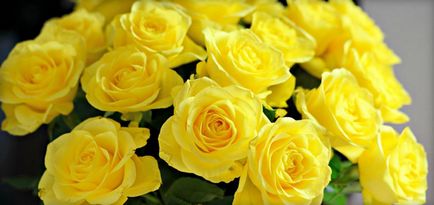 Sárga rózsa (vagy narancssárga) a szimbolizmus és a jelentés, amit bemutatott, fotók