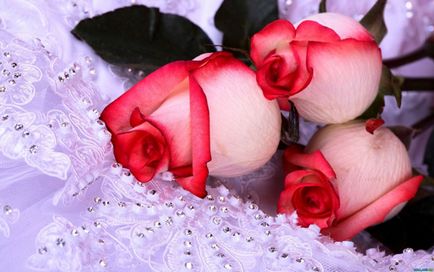 Női titkok - 5 módon lehet használni száraz rózsa szirmait