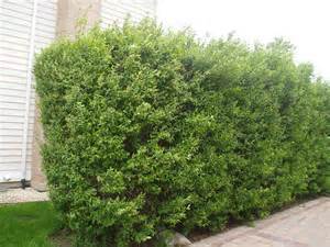 Sövények Ligustrum vulgare titkok kertész, ültetés, szaporítás, metszés és (élő) Sövények Ligustrum vulgare titkok kertész, ültetés, szaporítás, metszés és