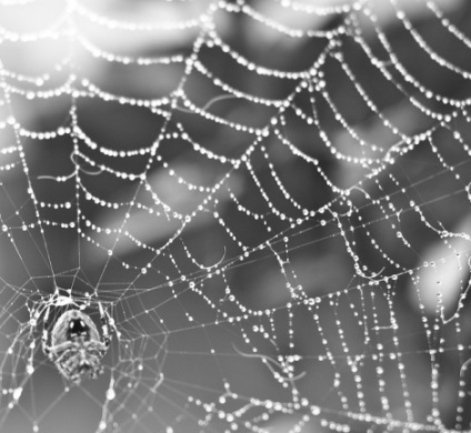 30 hagyományos fényképezés hagyományos internetes (web) 30 hagyományos fotózás hagyományos internetes