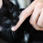 5 Tippek és trükkök Hogyan elválaszt macska vagy cica harapni és karcálló