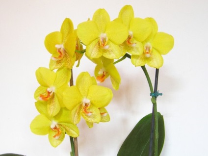 7 alaplapok alapjai érdekel orchideák kezdő (orchideák) 7 tipp, hogy az alapokat a gondozó orchideák egy kezdő